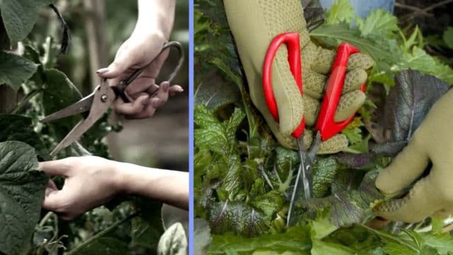 Foxgloves Grip